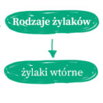 co powoduje żylaki i ich rodzaje