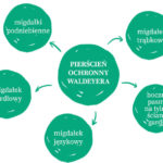 powiększone migdały ochrona